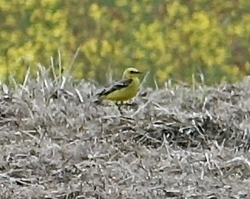 yellow wagtail